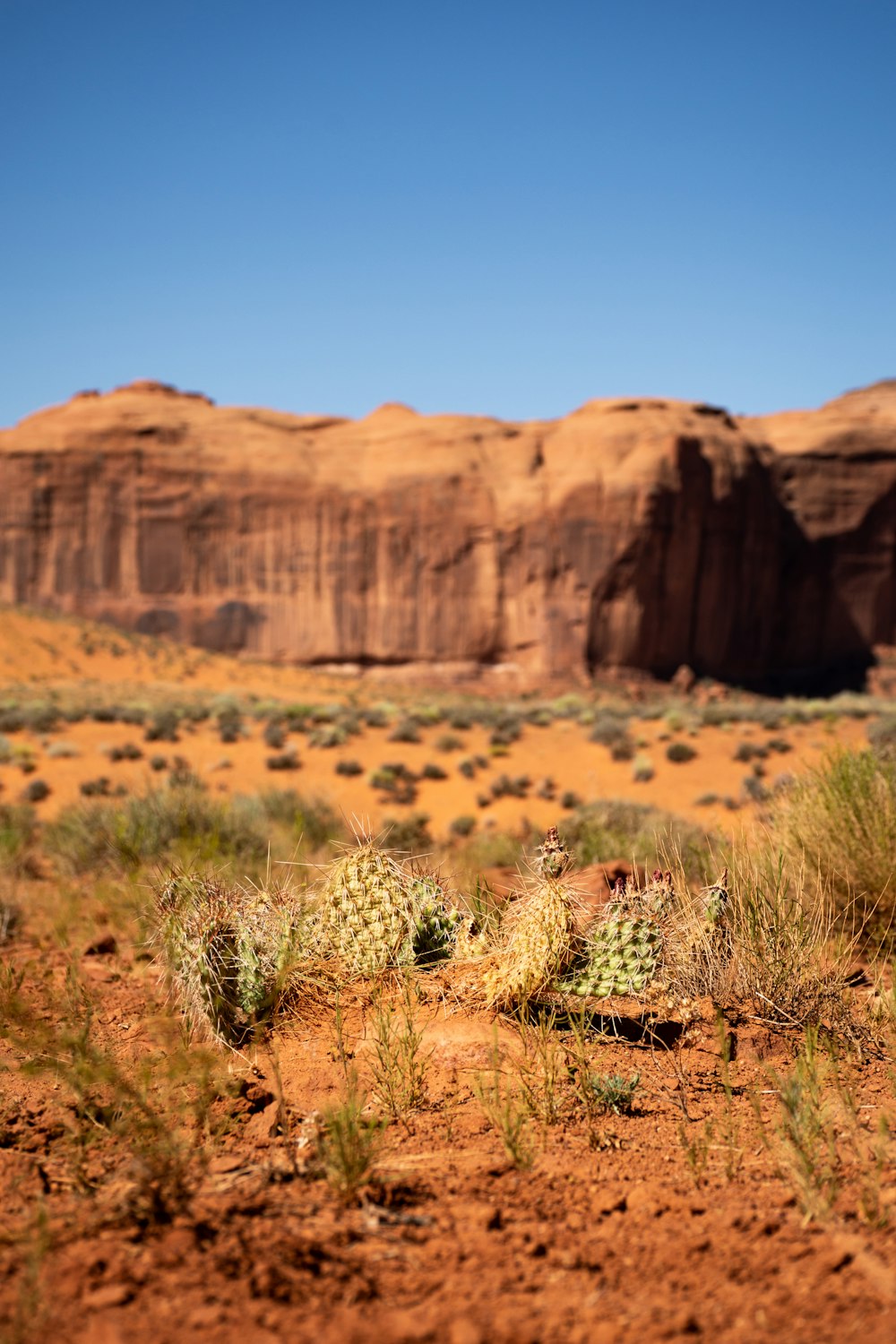 green cacti near mountain during daytime