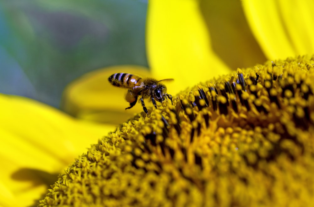 bee on sunflower