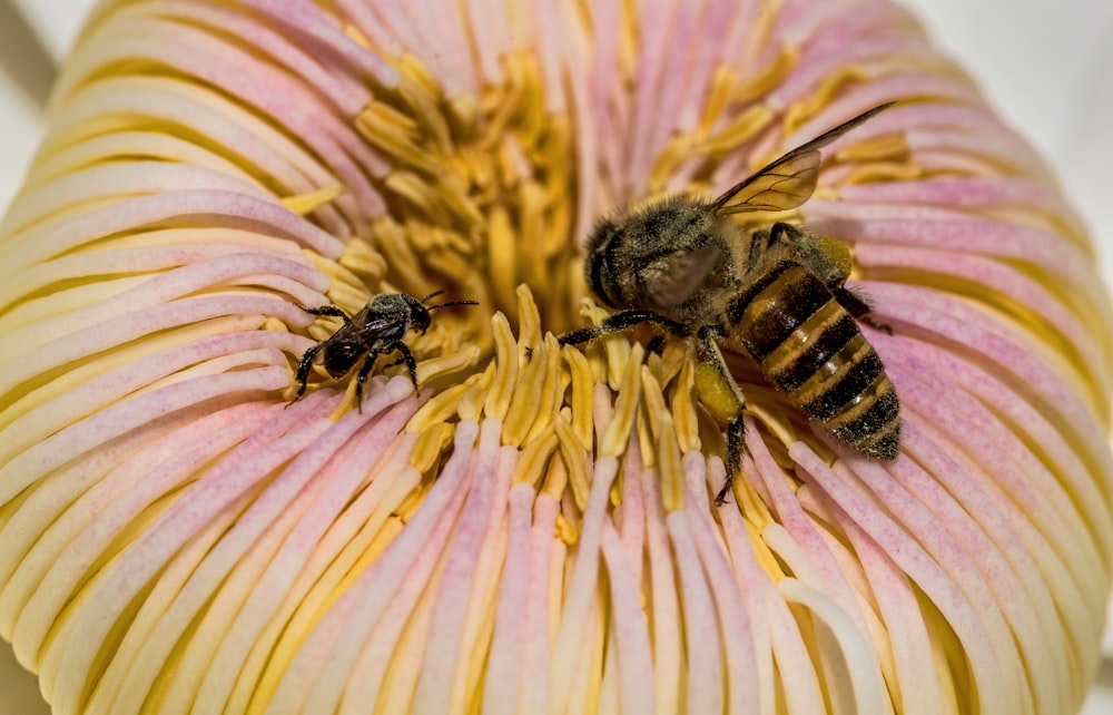 bee pollinating on flower