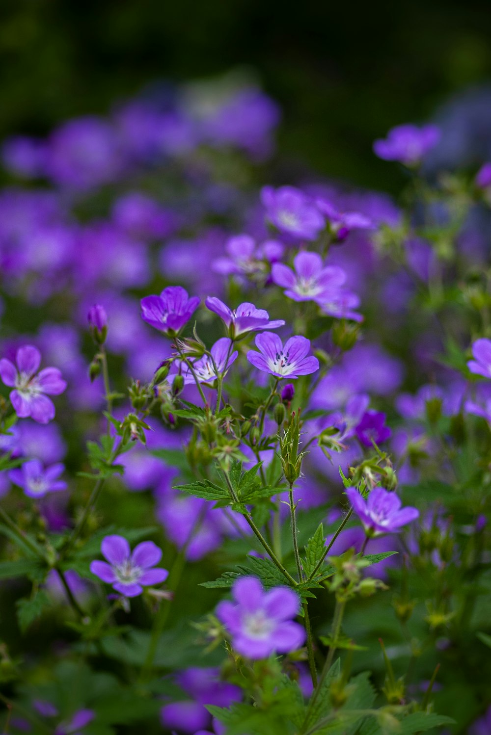 Photographie sélective de fleurs aux pétales violets