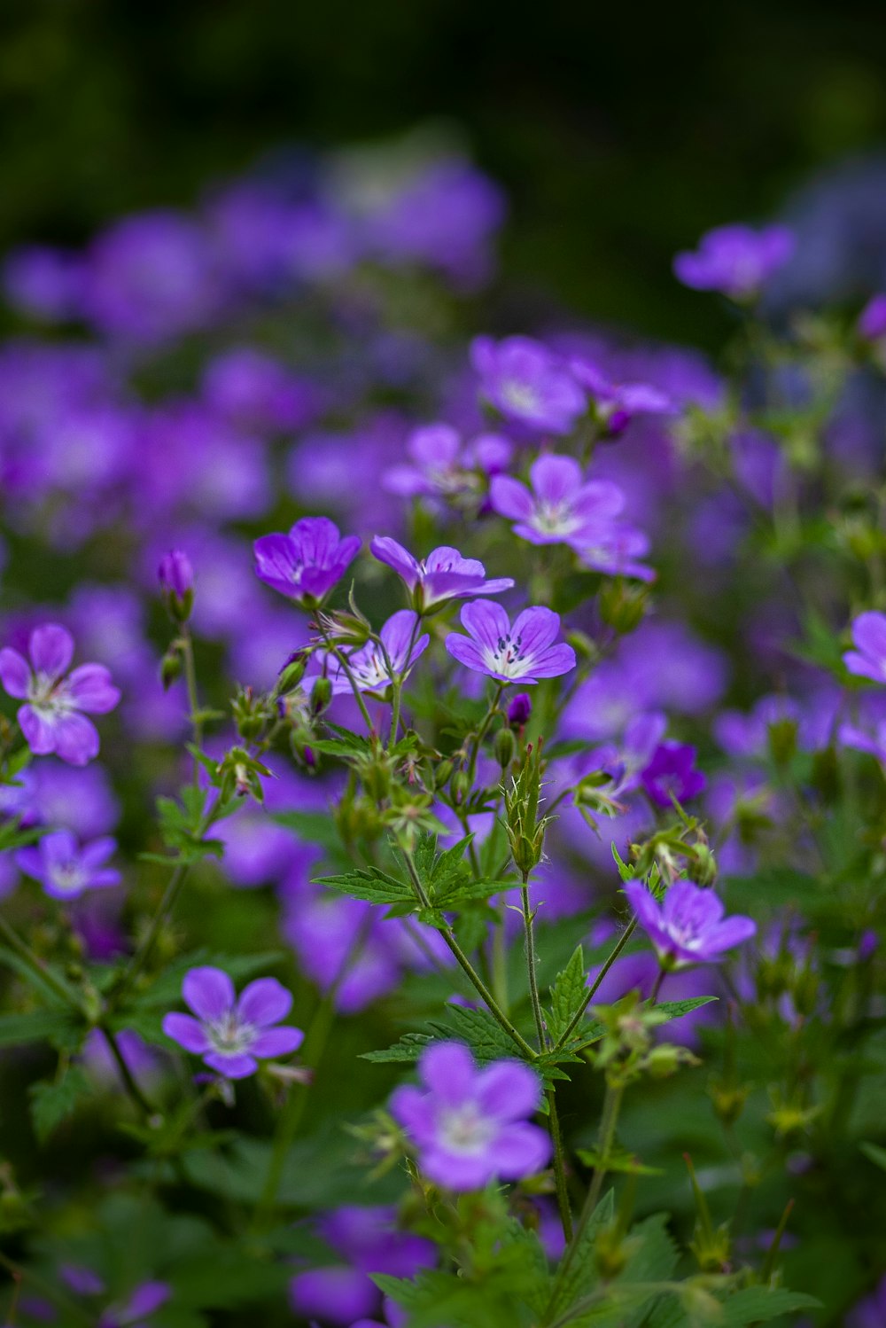 selective focus photography of purple-petaled flowers