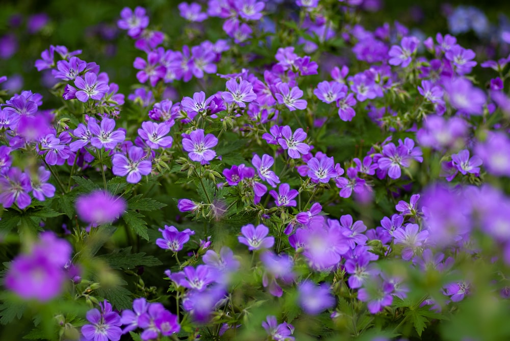 Fleurs pourpres