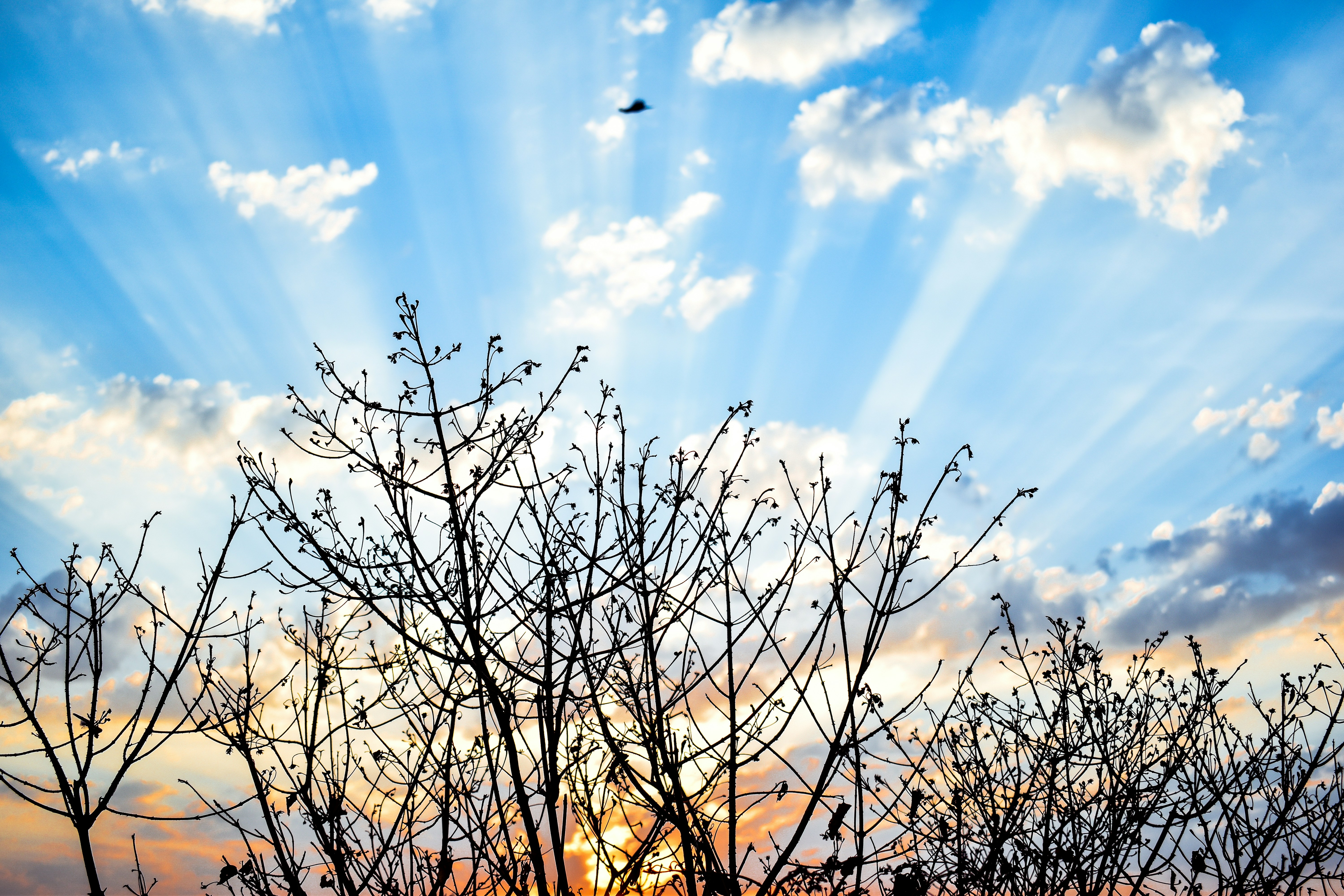 leafless trees under white cluds
