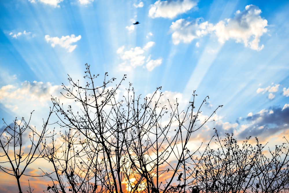 leafless trees under white cluds