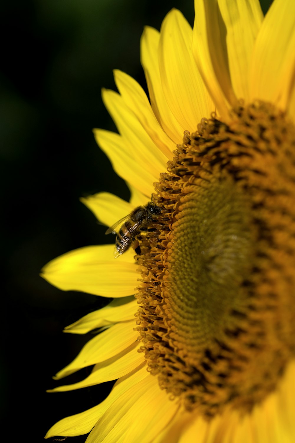 bee on sunflower