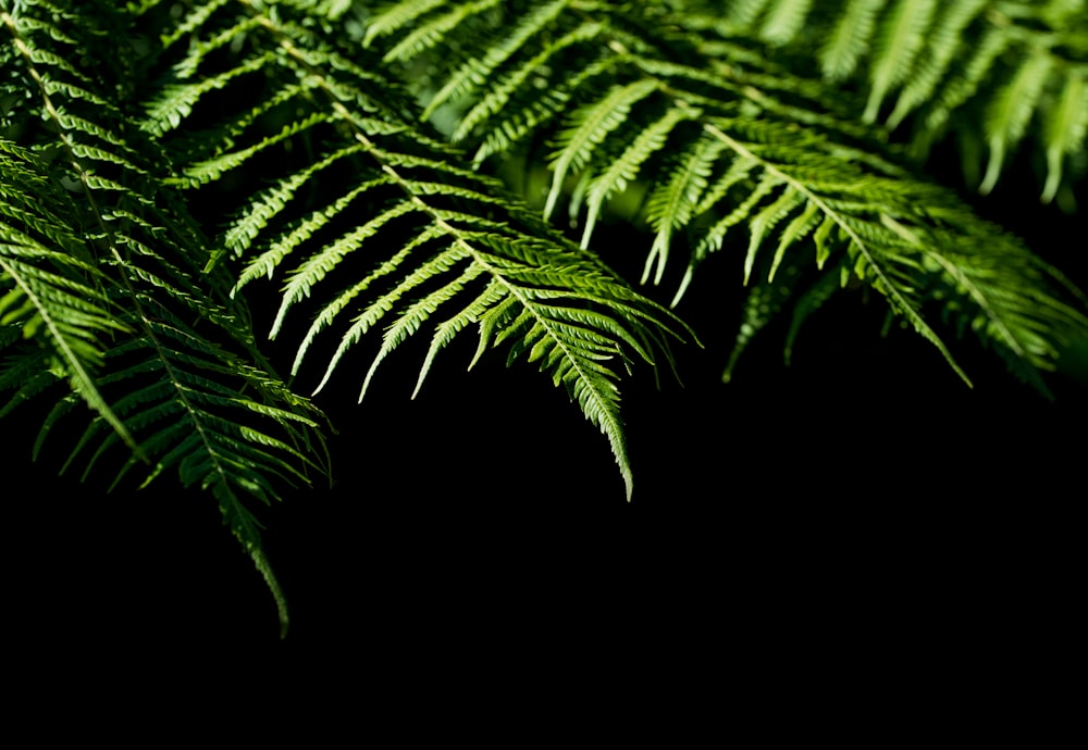selective focus photography of green Boston fern