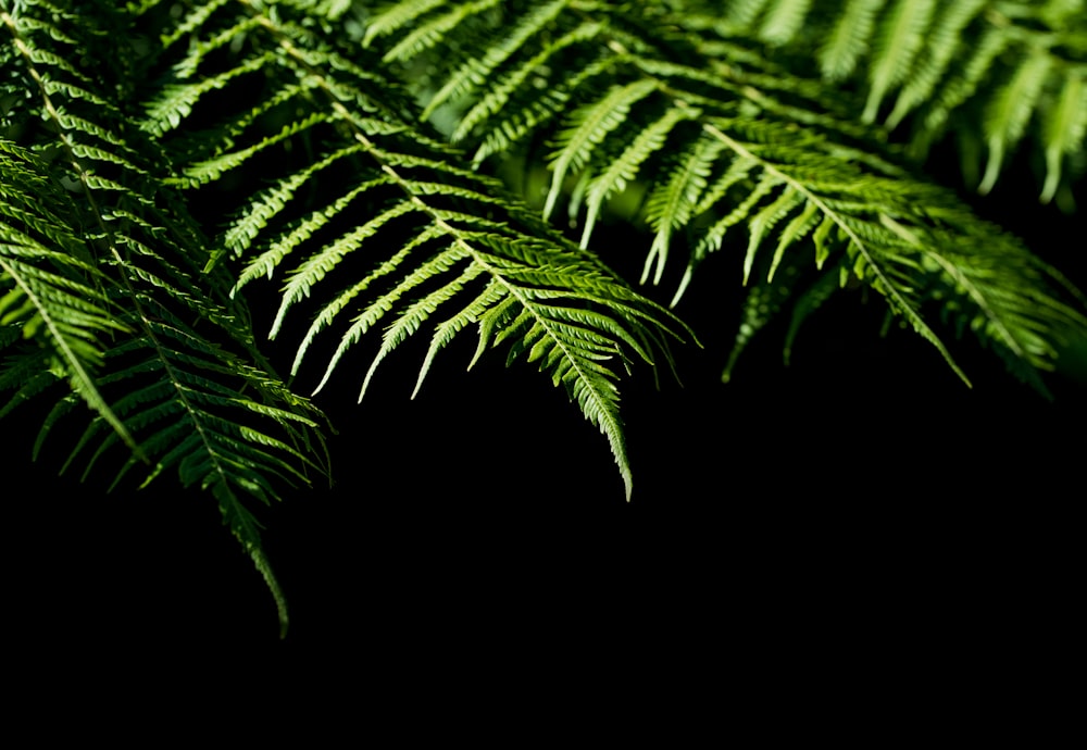 Pink And Green Dumbcanes Photo Free Plant Image On Unsplash Images, Photos, Reviews