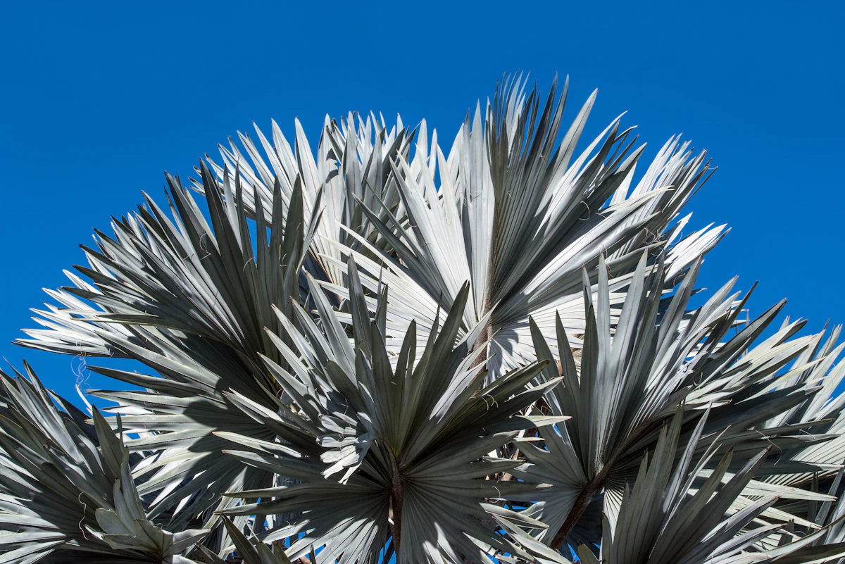 Silver Bismarck Palm Bismarckia nobilis Silver Blue India — PlantCare