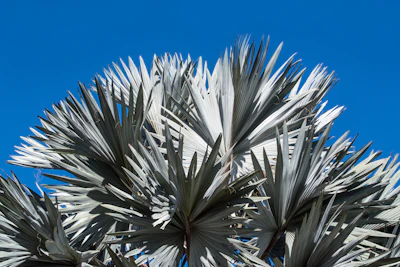 Silver Bismarck Palm Bismarckia nobilis Silver Blue India — PlantCare