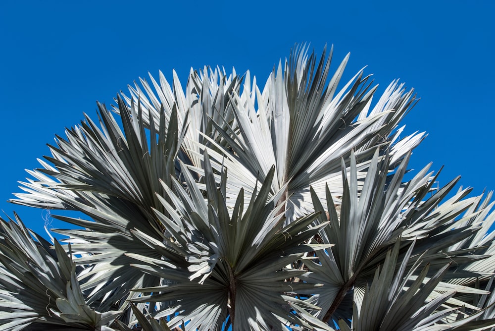 blue skies above plant