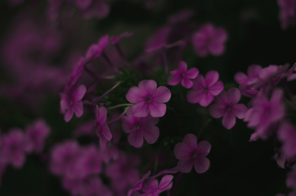 pink petaled flower blooming