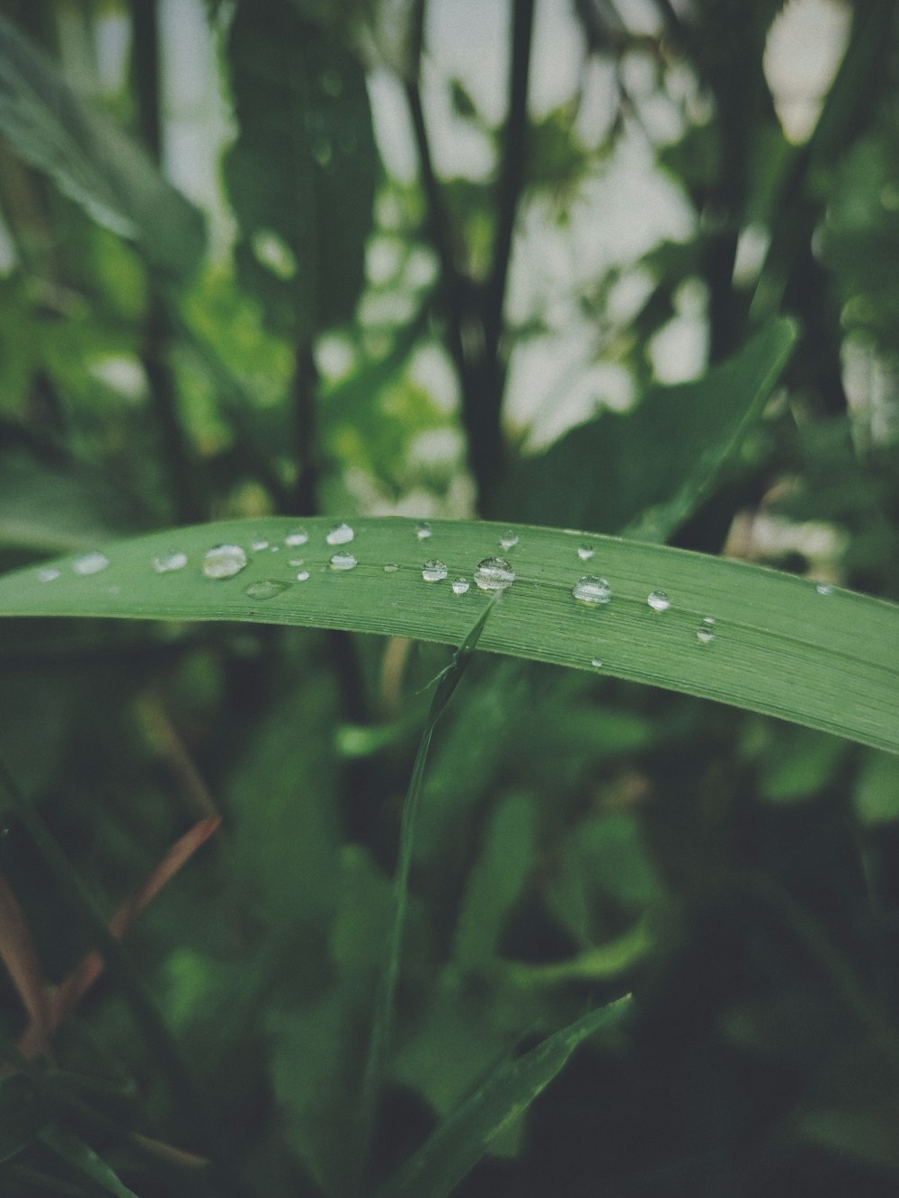 water drops in green leaves