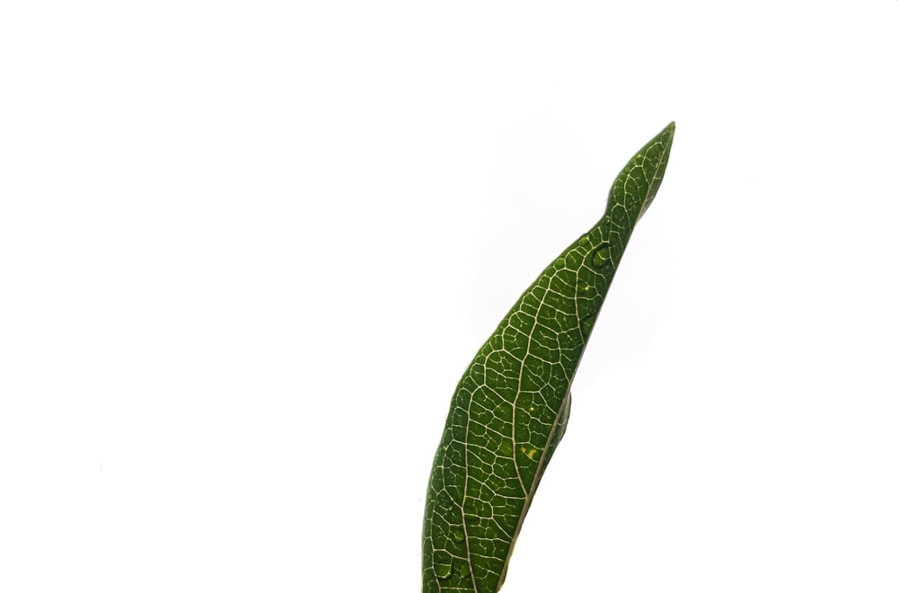 green leaf on white background