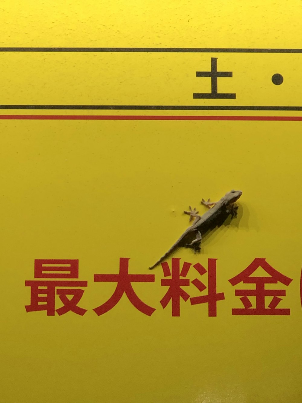 a gecko sitting on top of a yellow sign