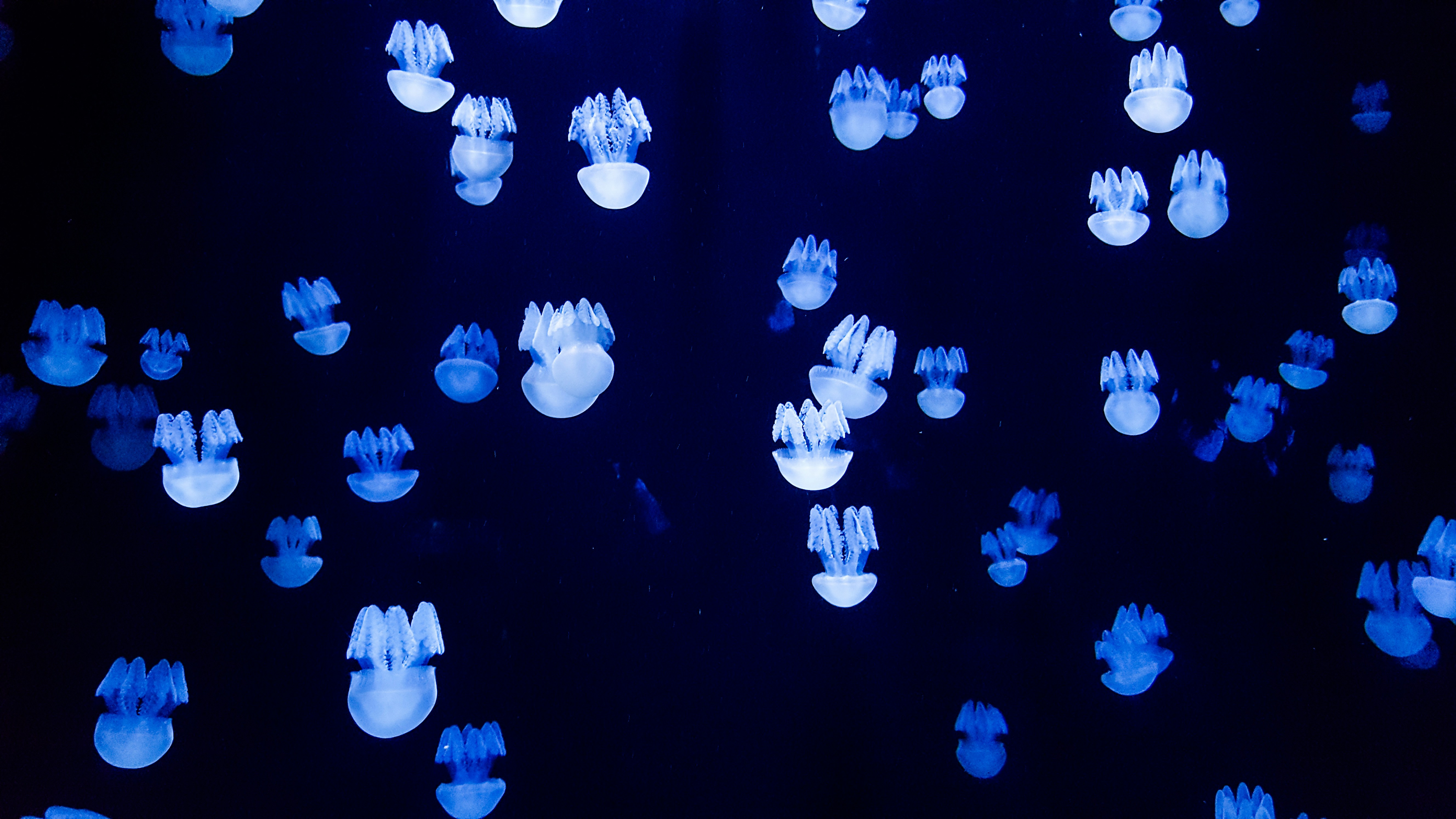 Baby jellyfish
