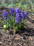 Clusters of vibrant purple flowers with green leaves grow out of rich, dark soil in a garden setting. Some surrounding foliage is visible, contributing to a natural outdoor environment.