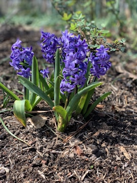 Clusters of vibrant purple flowers with green leaves grow out of rich, dark soil in a garden setting. Some surrounding foliage is visible, contributing to a natural outdoor environment.