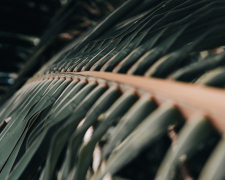 A close-up view of a palm frond with a focus on the central rib showing the detailed pattern of the leaves fanning out symmetrically. The leaves are elongated and have a smooth texture with alternating light and dark green hues.