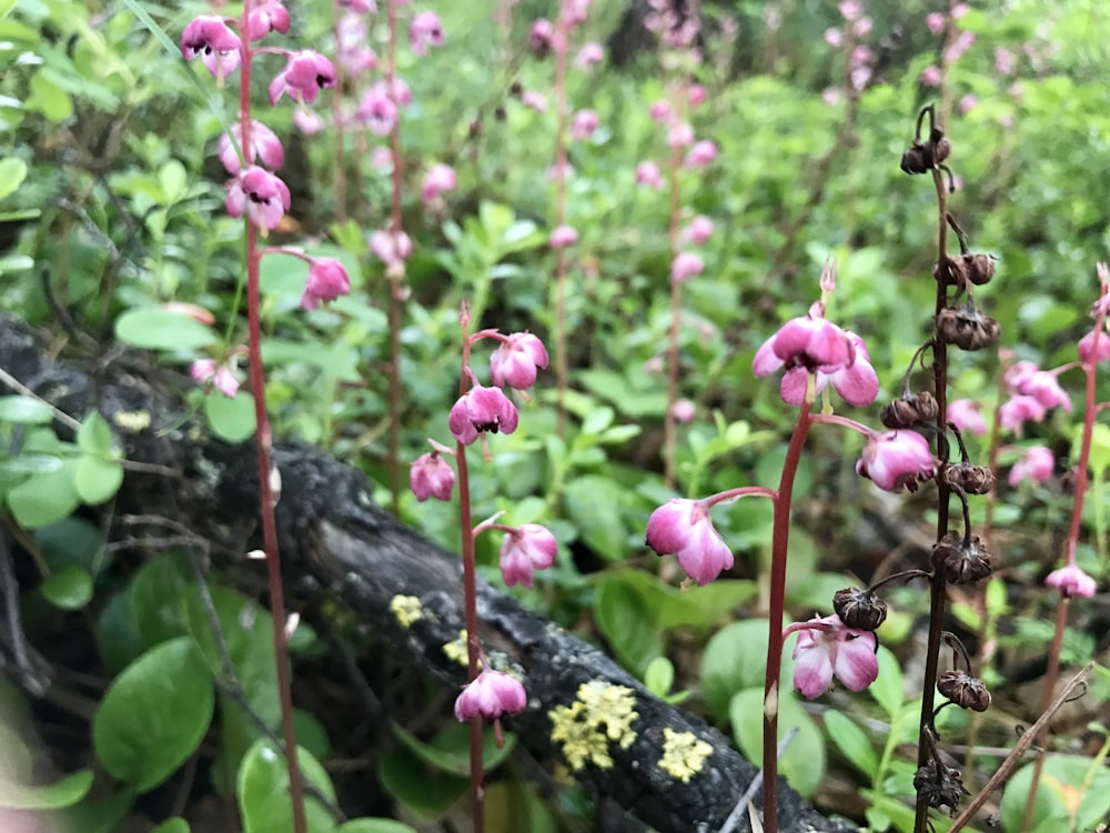 pink petaled flower