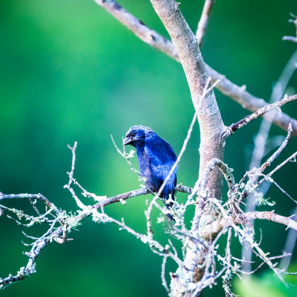 blue bird pearch on tree