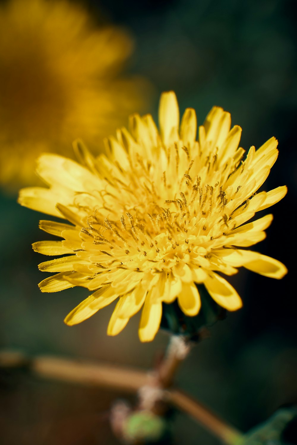 yellow-petaled flower