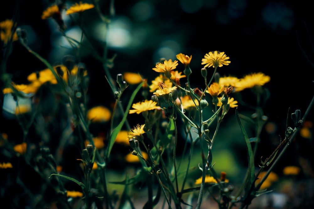 黄色い花びらの花