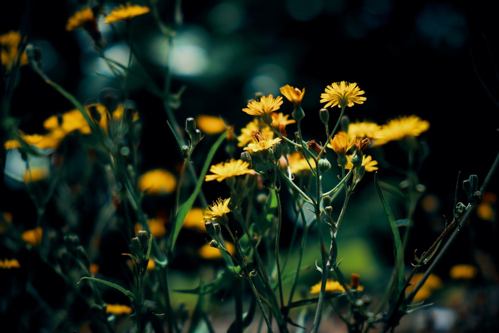 yellow petaled flower