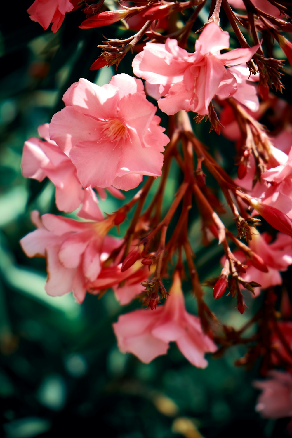 red petaled flower