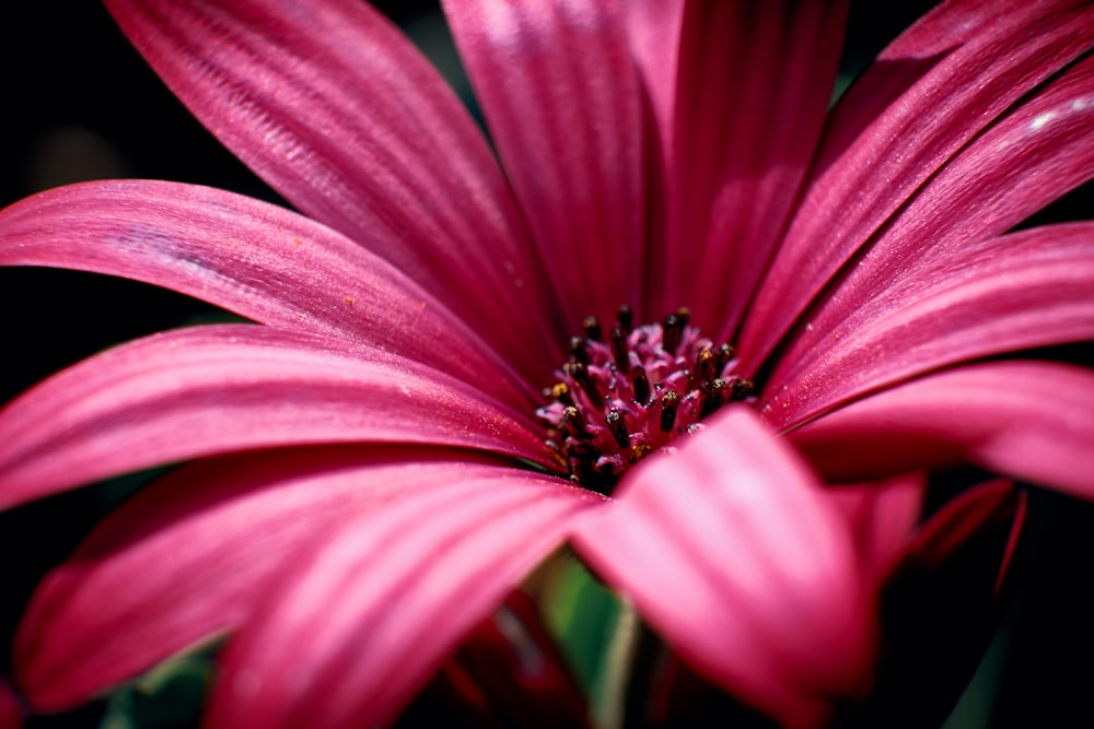 red petaled flower