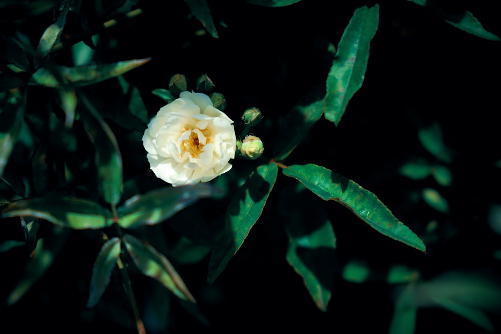 shallow focus photo of white flower