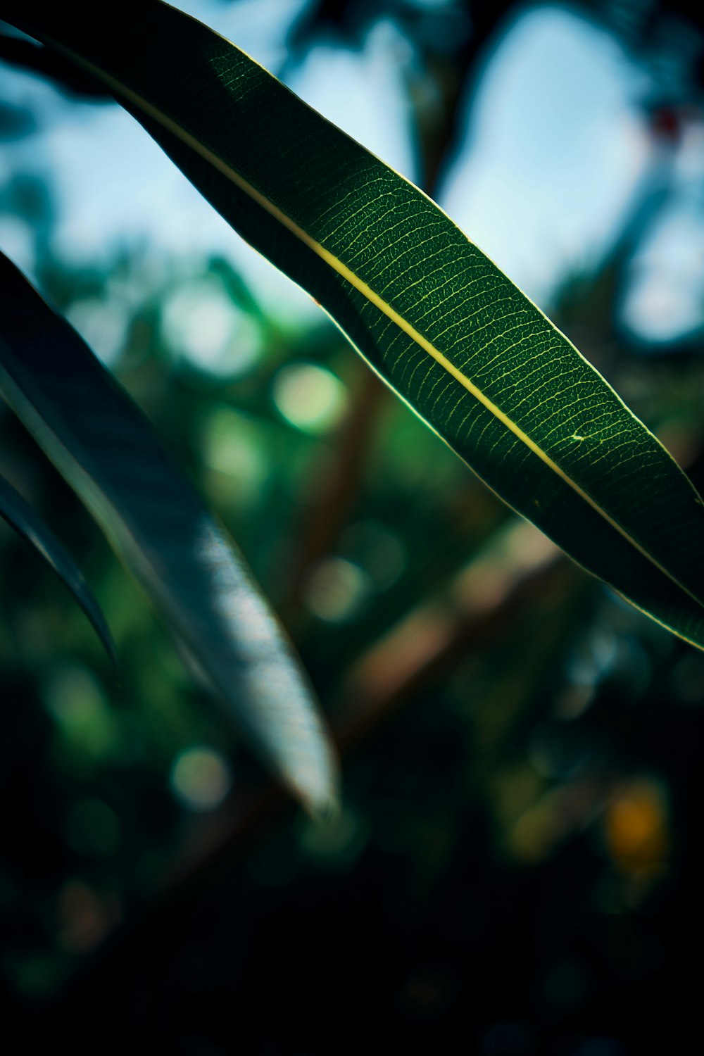 green-leafed plant