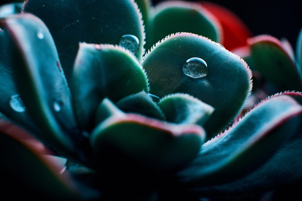 succulent plant