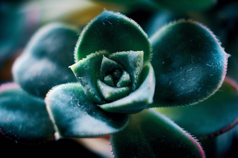 green-leafed plant