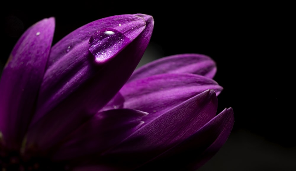 purple-petaled flower