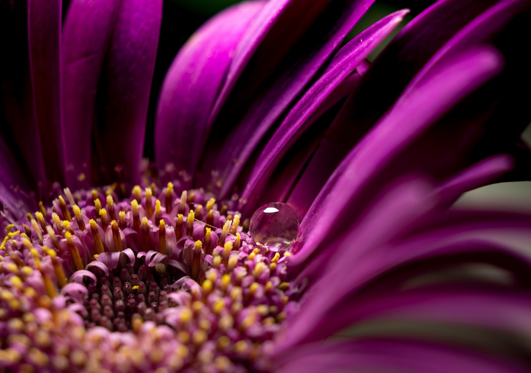 purple petaled flower in close up