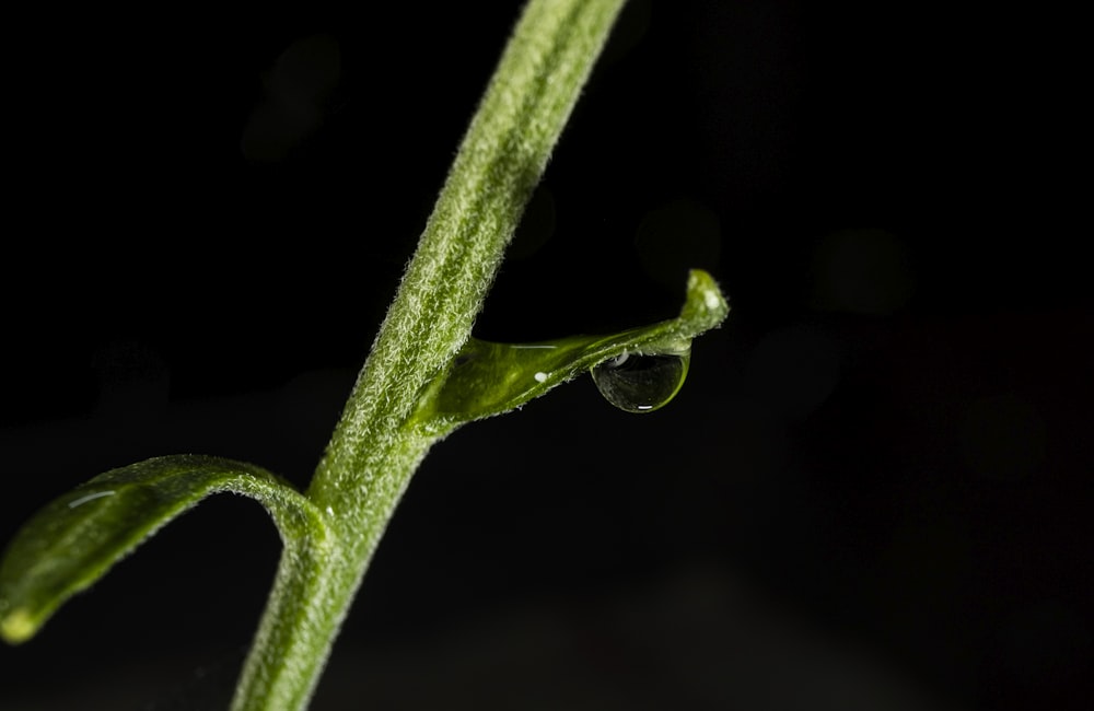 rocío de agua en planta de hojas verdes