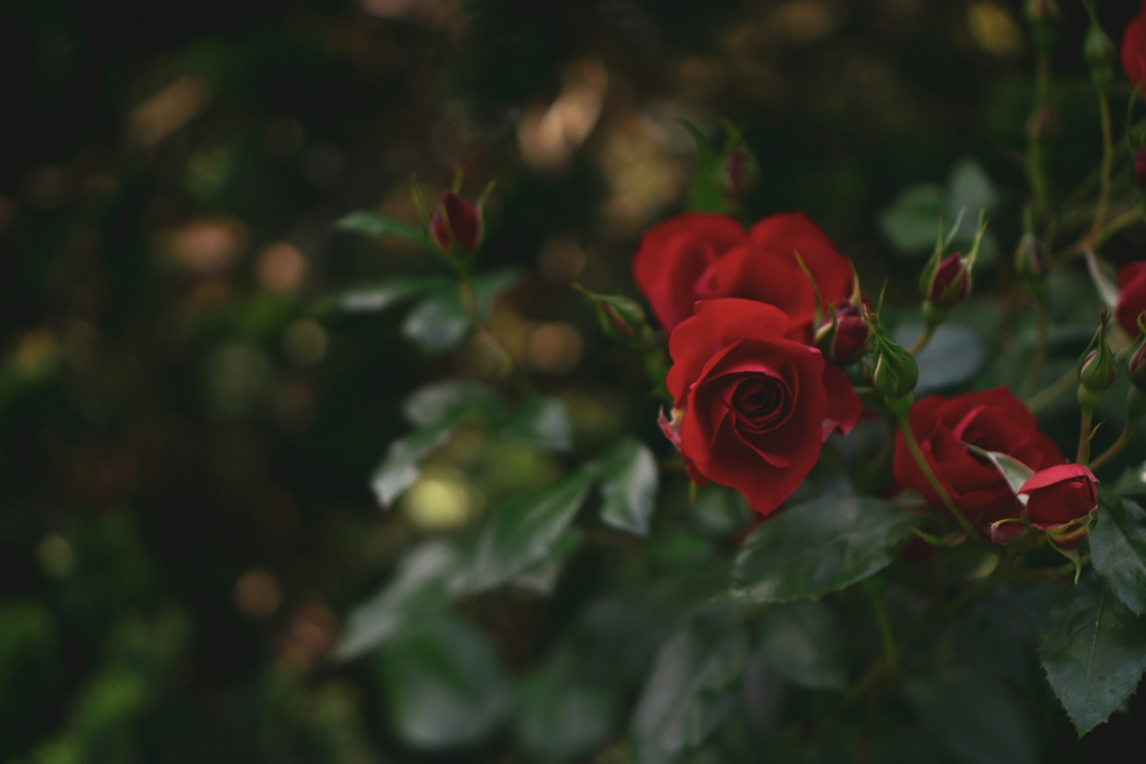 Photo by sergo_fenix