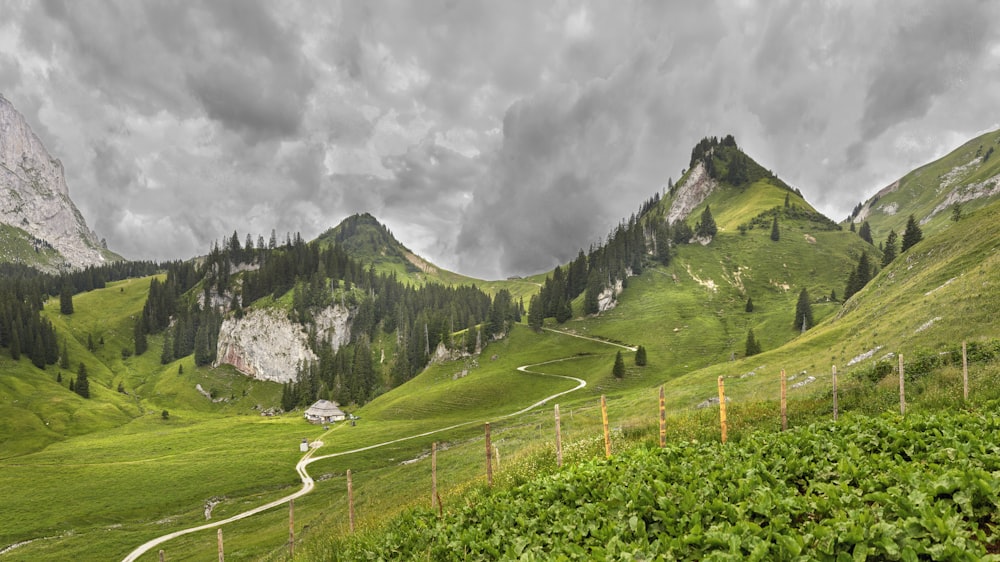 green-leafed trees on hill during daytime