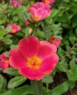 A close-up of a blooming flower, symbolizing floral fragrances.