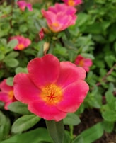 A close-up of vibrant flowers in full bloom, symbolizing renewal.