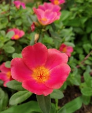 Close-up of a blooming pink flower symbolizing premium floral quality.