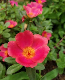 Close-up of a blooming pink flower symbolizing premium floral quality.