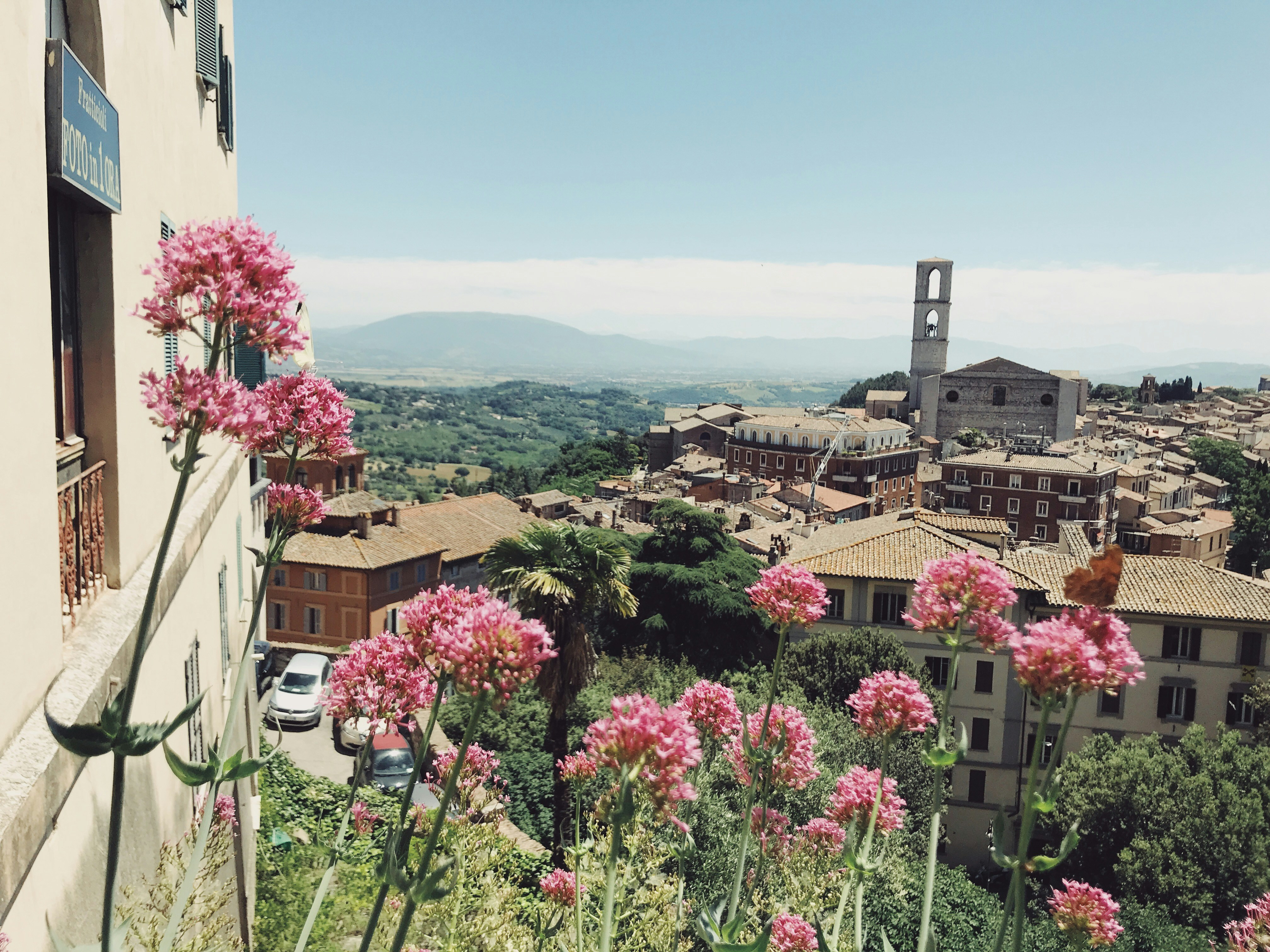 pink-petaled flowers, italia