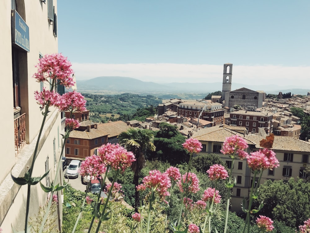 pink-petaled flowers