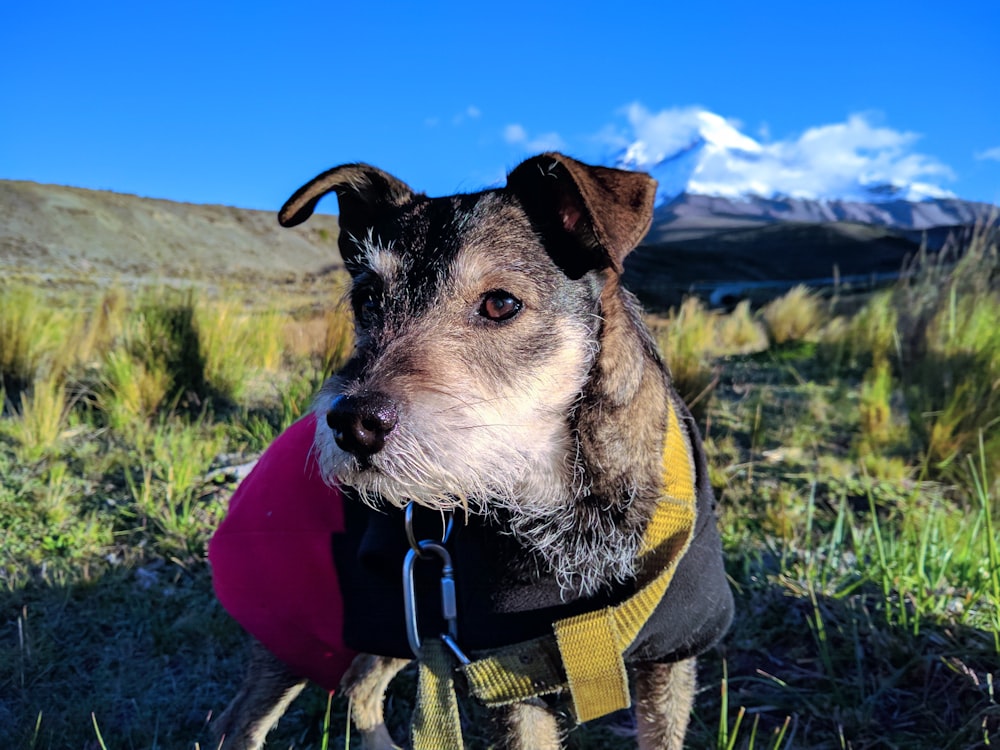 portrait photography of a dog wearing harness