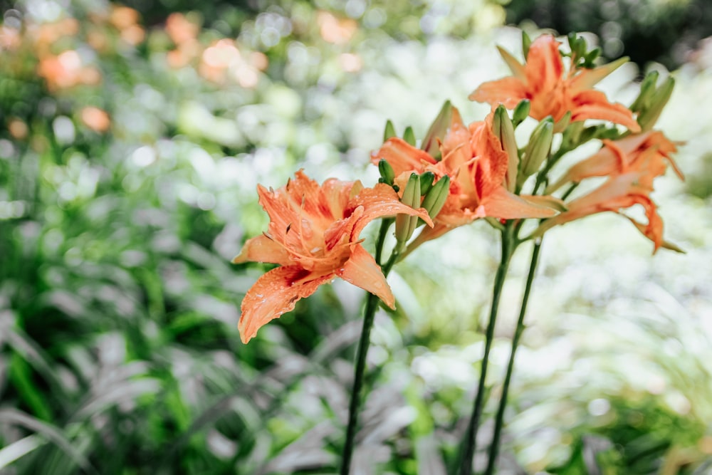 pink lilies blooming at daytime