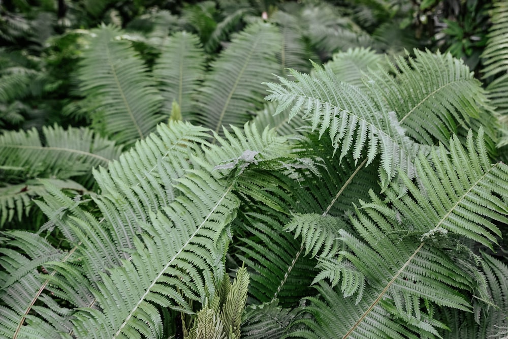 green-leafed pine trees