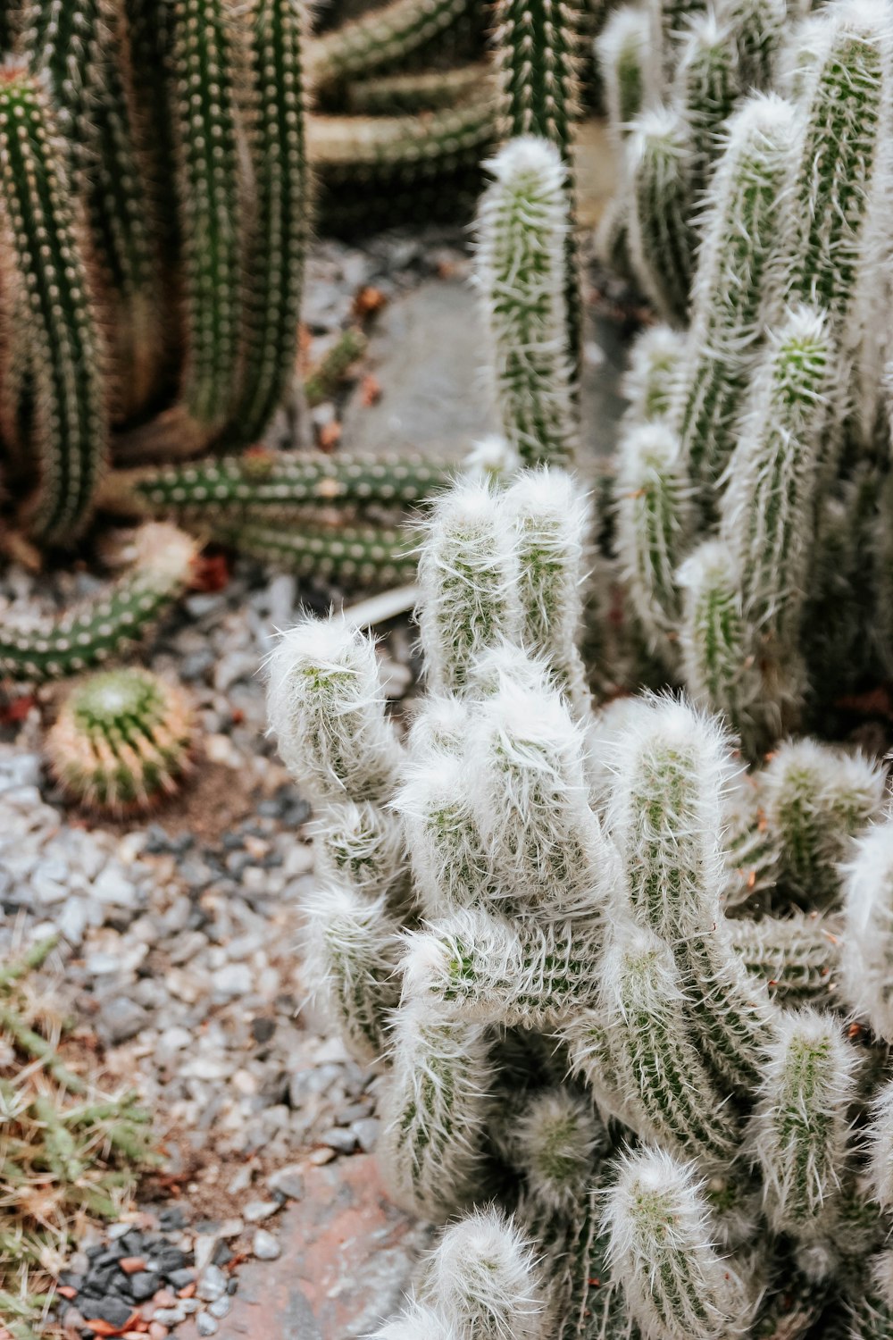 cactus plant