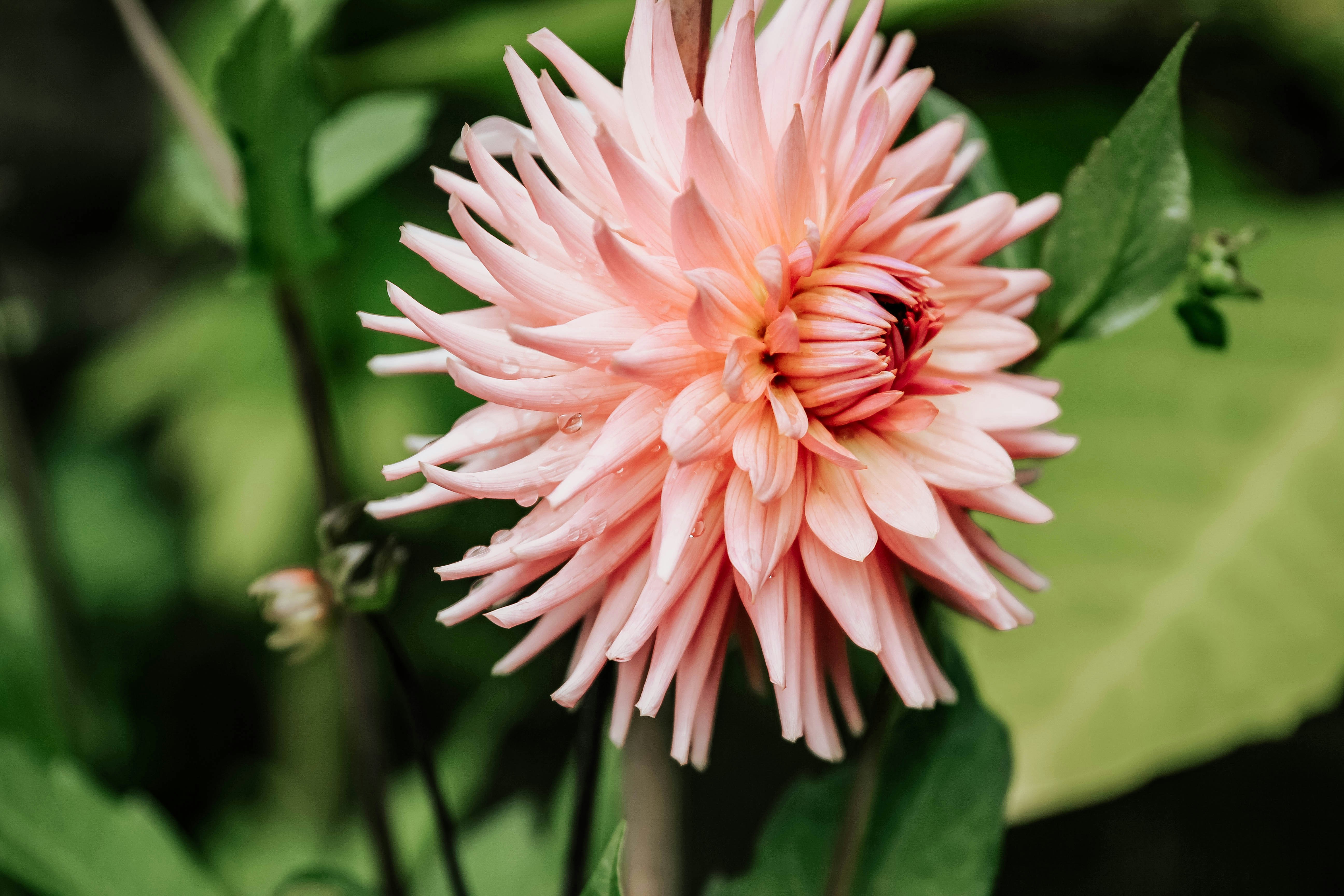 full bloomed peach chrysanthemum photo Free Blossom Image on Unsplash