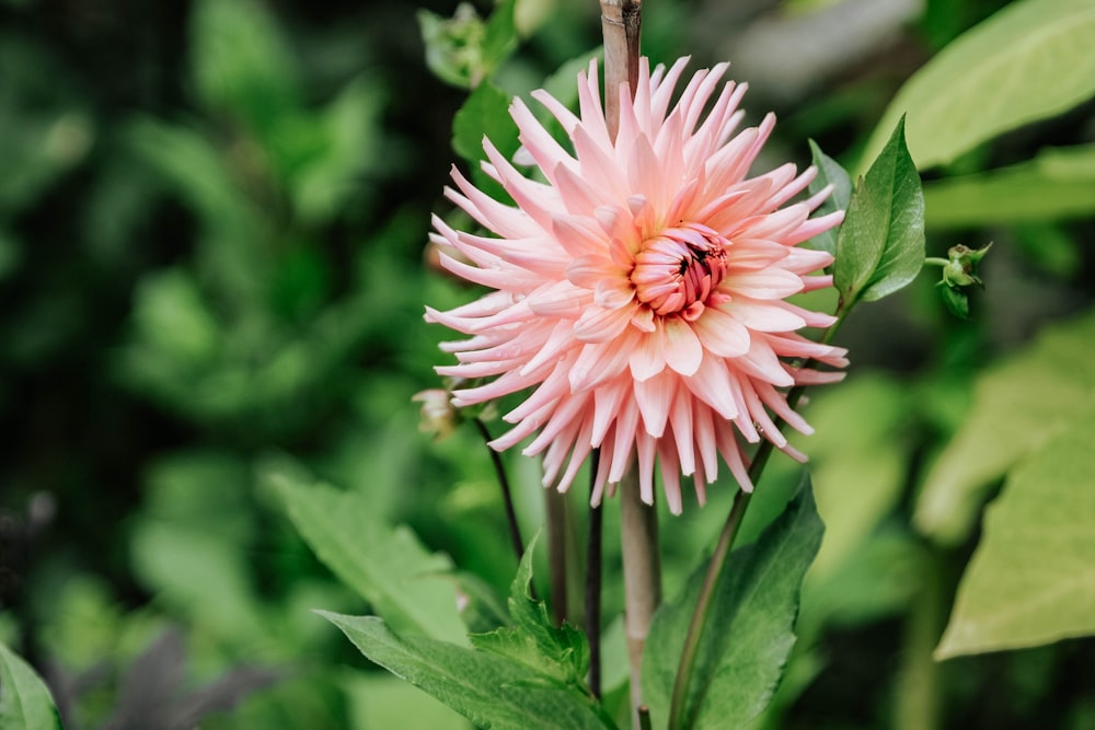 pink petaled flower